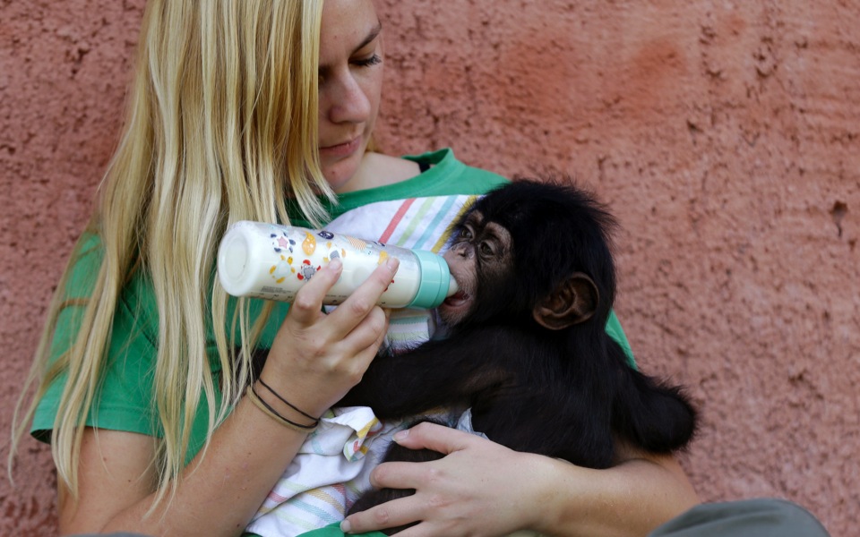 Baby chimp gets TLC at Attica zoo 
