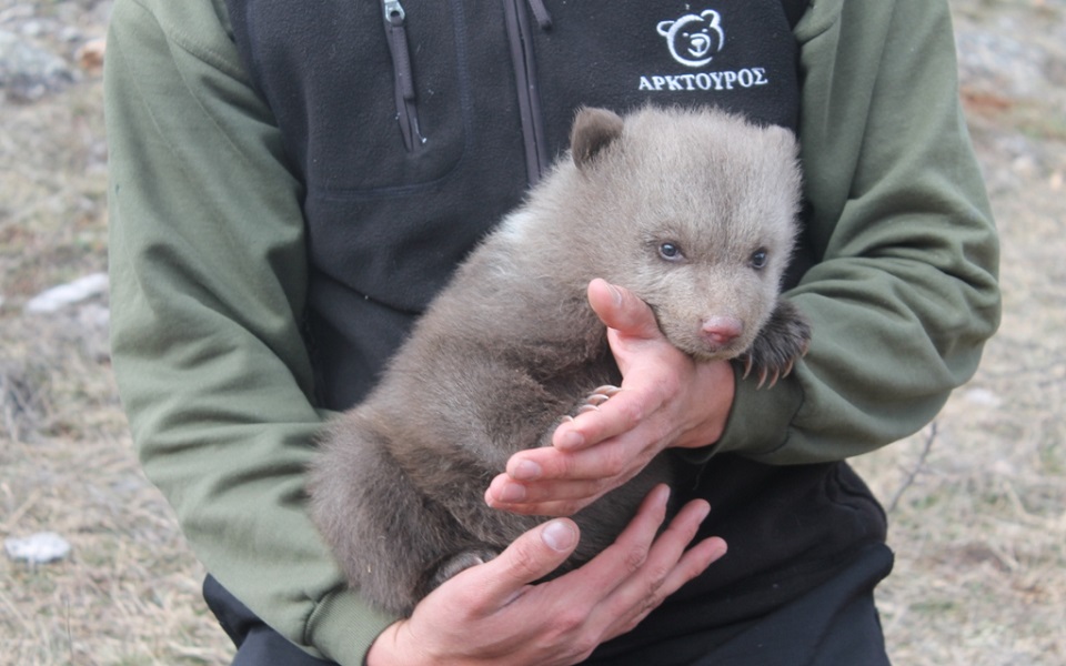 Bear conservation group launches appeal for injured cub