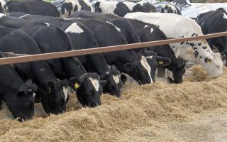 Livestock farmers to stage protests
