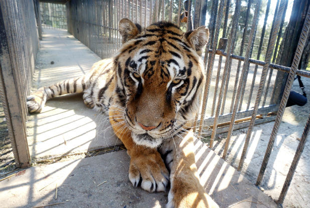 Phevos the tiger dies in California after health decline