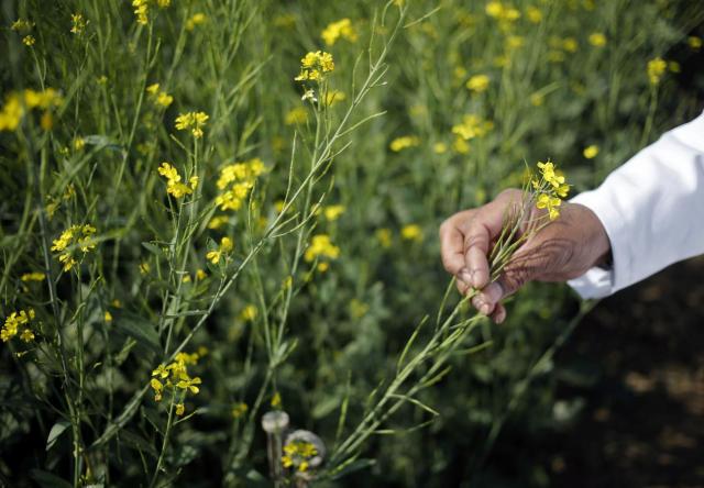 Greece among majority of EU members seeking opt-out from growing GM crops