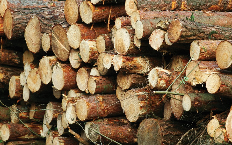 EU criticized for failing to enforce illegal logging laws
