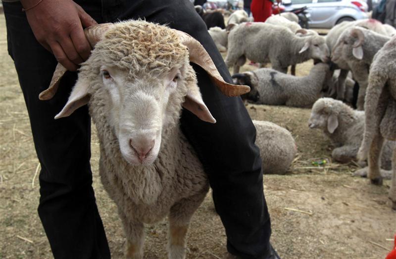 Halkidiki brothers accused of stealing dozens of sheep and goats