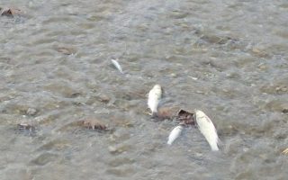 Alarm over dead fish in Athens’s Kifissos River