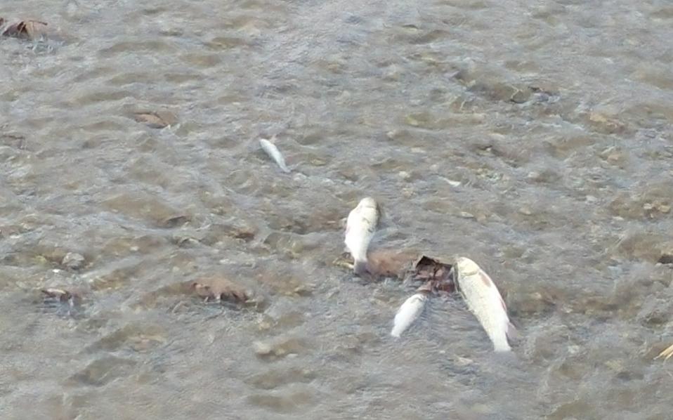 Alarm over dead fish in Athens’s Kifissos River