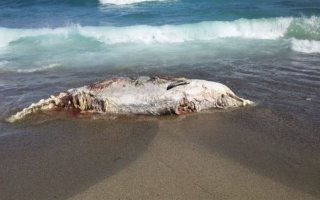 Dead whale carcass washes up off Ierapetra