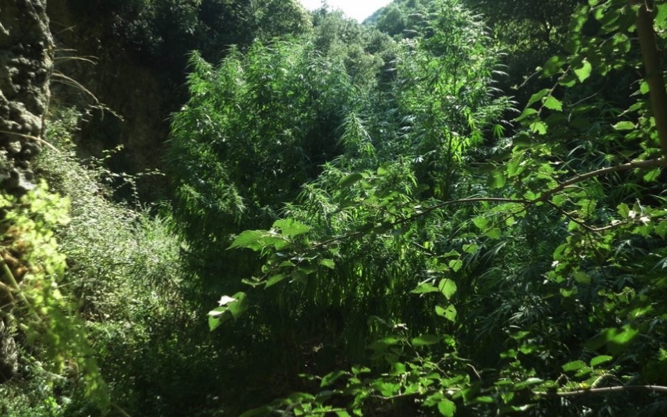 Police destroy cannabis plants on Samothraki