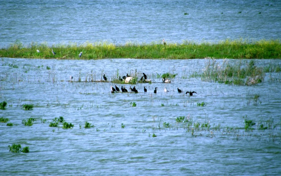 Alarm raised over bird deaths at Lake Karla
