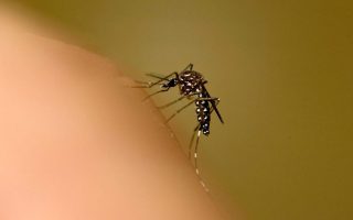 Medical association head raises alarm over malaria