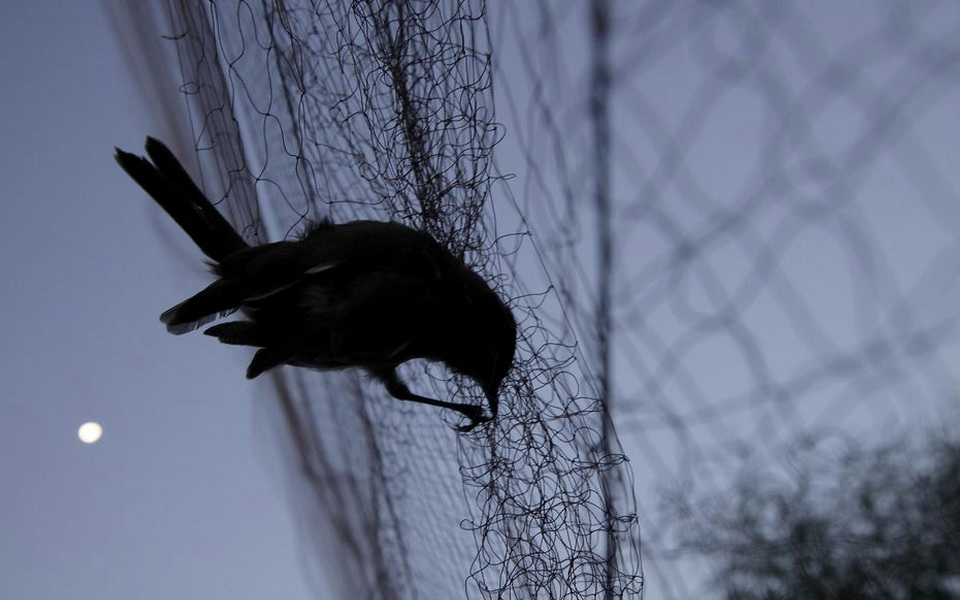No let-up on bird poaching crackdown, UK bases official on Cyprus says