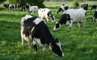 Hellenic Dairies to take over AGNO