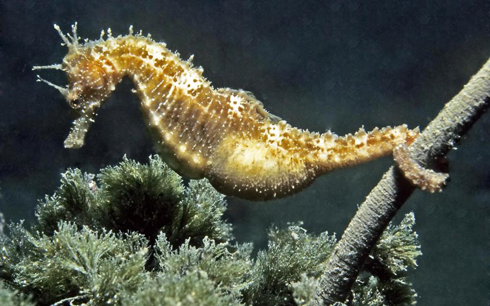Alarm bells ring for seahorses