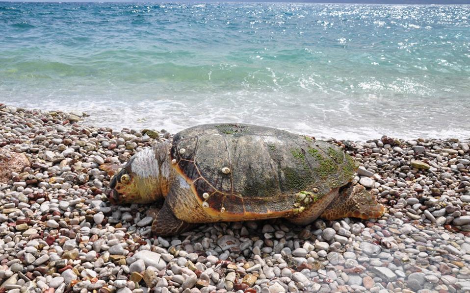 Group warns of cruelty after sea turtles found beheaded