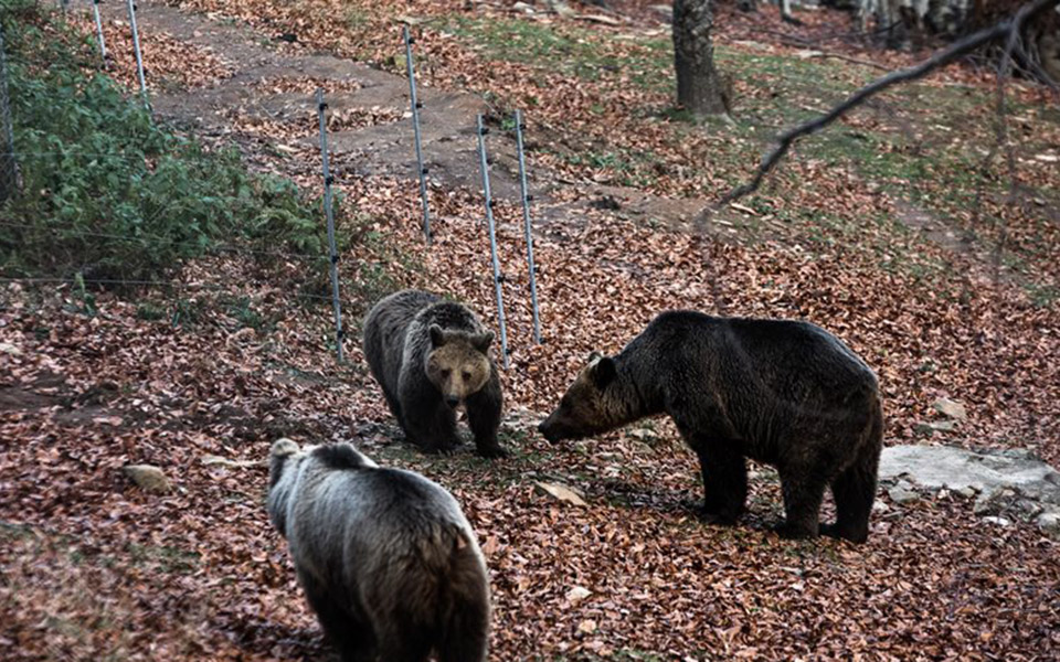 Bear found dead in northern Greece, believed poisoned