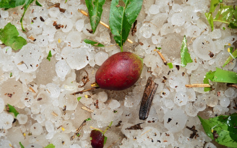 Hail storm destroys Kozani fruit crop