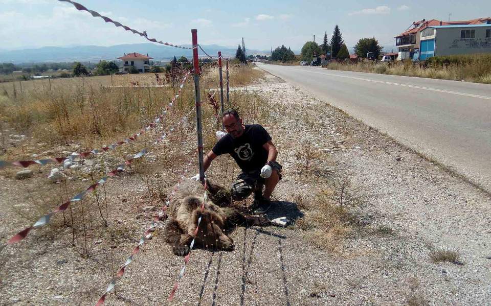 Bear killed by motorist near Kastoria