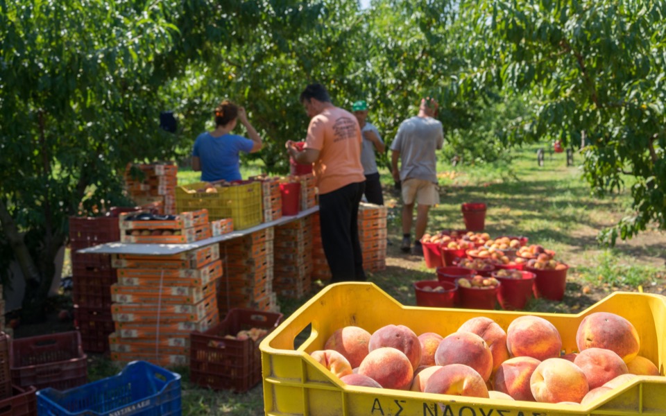 EU fruit still slipping into Russia despite sanctions