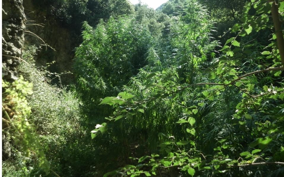 Man arrested for growing cannabis trees in forest outside Patra