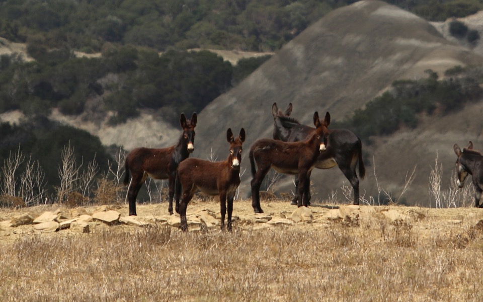 Orphaned by war, wild donkeys make a comeback in Cyprus