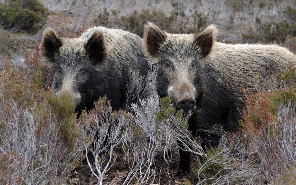 Train halted after colliding with wild boars