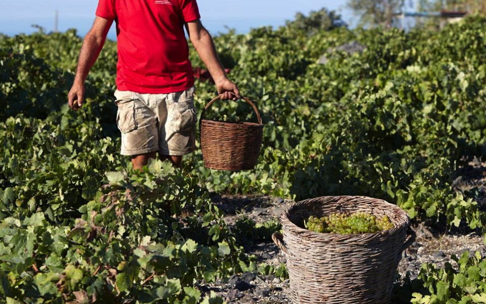 Growers optimistic as grape harvest begins on Santorini