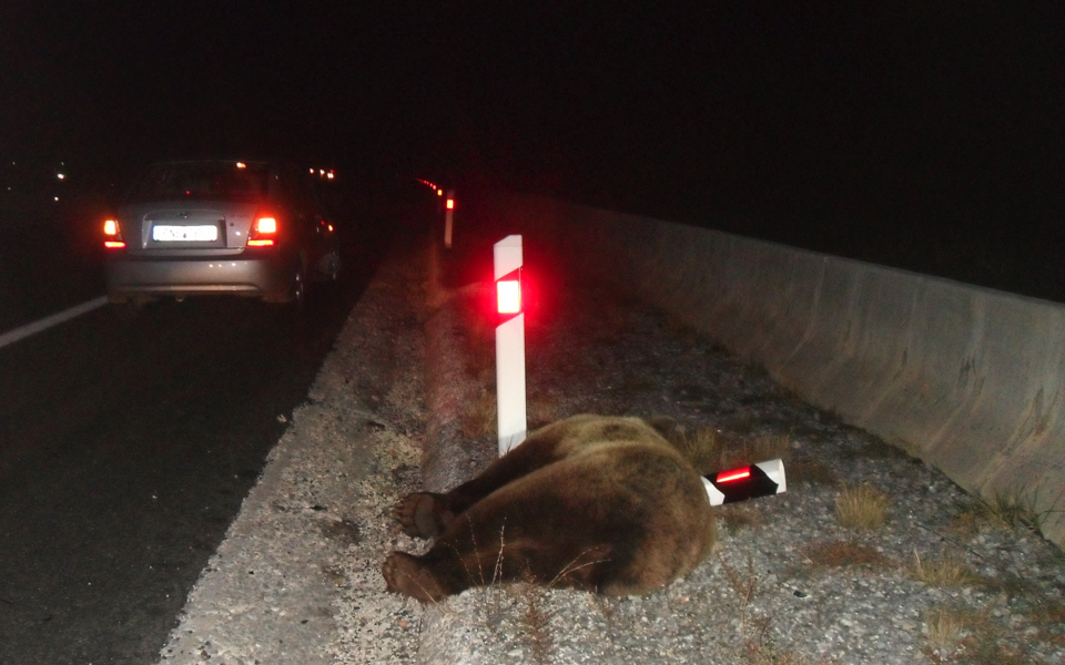 Bear deaths on Egnatia Highway prompt calls for action