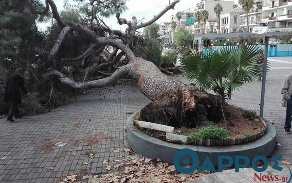 Strong winds uproot large pine tree in Kalamata square but noone injured