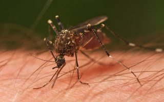 West Nile virus has infected 4 people in Greece
