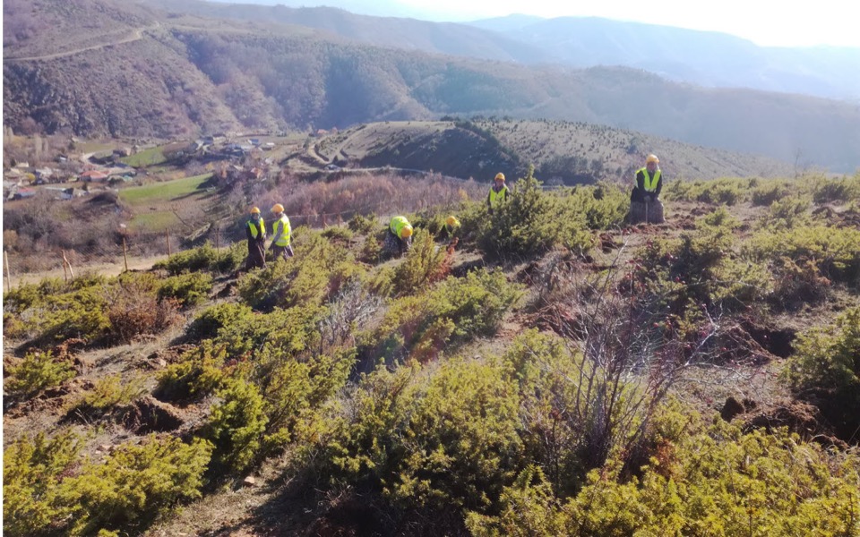 Pipeline plants 400,000 trees and shrubs in northern Greece