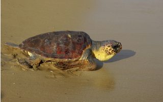 zakynthos-marks-record-year-in-turtle-births