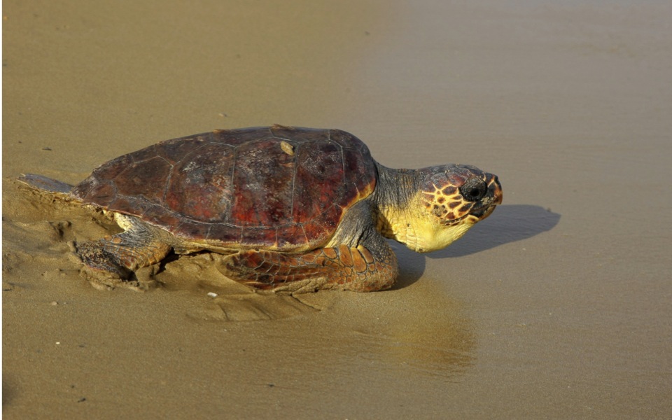 Zakynthos marks record year in turtle births