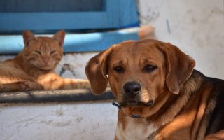 cats-and-dogs-our-reflection