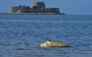 Dead sea turtles an increasingly common sight