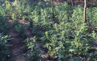Authorities find largest ever illegal cannabis plantation in Northern Greece