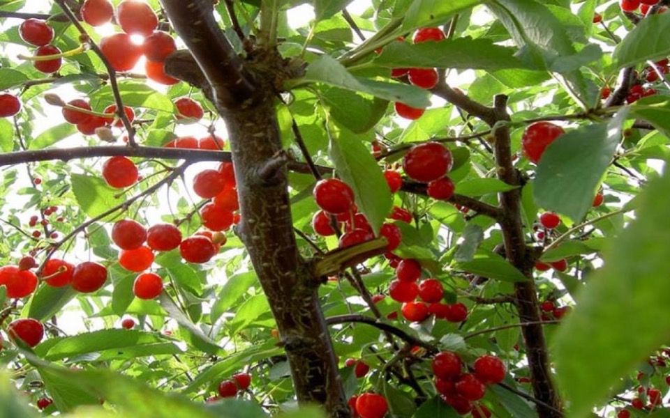 Hailstorms destroy cherry production in Northern Greece