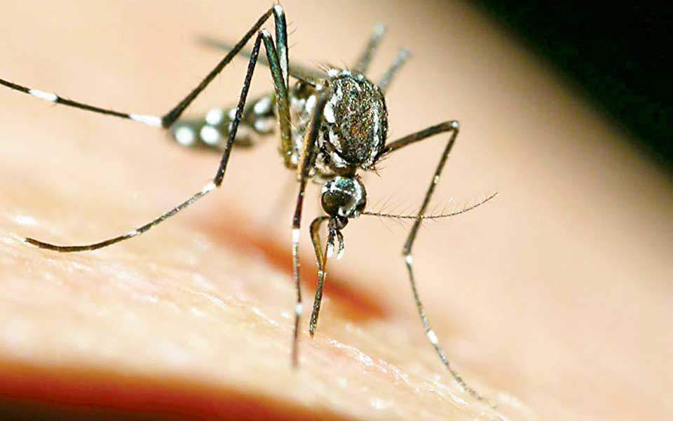 Two new cases of West Nile Virus in northern Greece