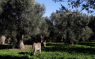 Plan by experts to boost Delphi’s olives in the works