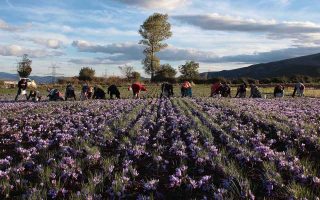 Untapped potential in Greece’s food and agricultural sector