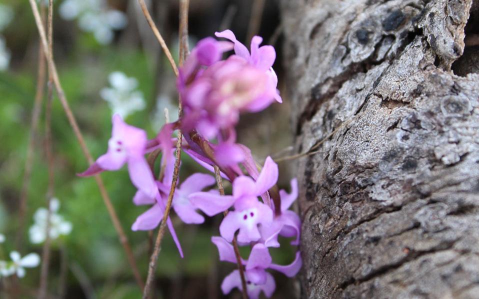 Illegal trade putting Pindos wild orchids at risk, scientists warn