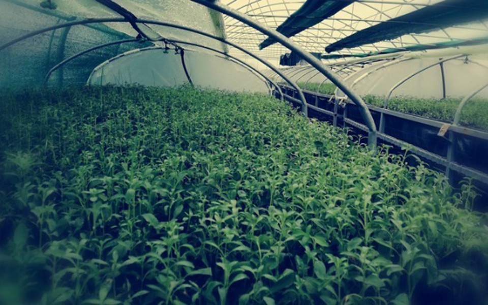 Greece’s first stevia sweetener processing plant to open in Karditsa