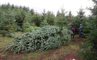 Thessaloniki to offer Christmas tree recycling program