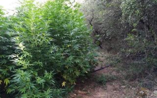 Two arrested at East Attica cannabis farms