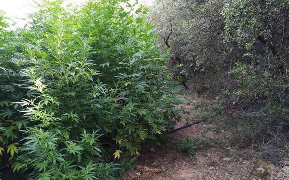 One arrested in Attica cannabis farm raid