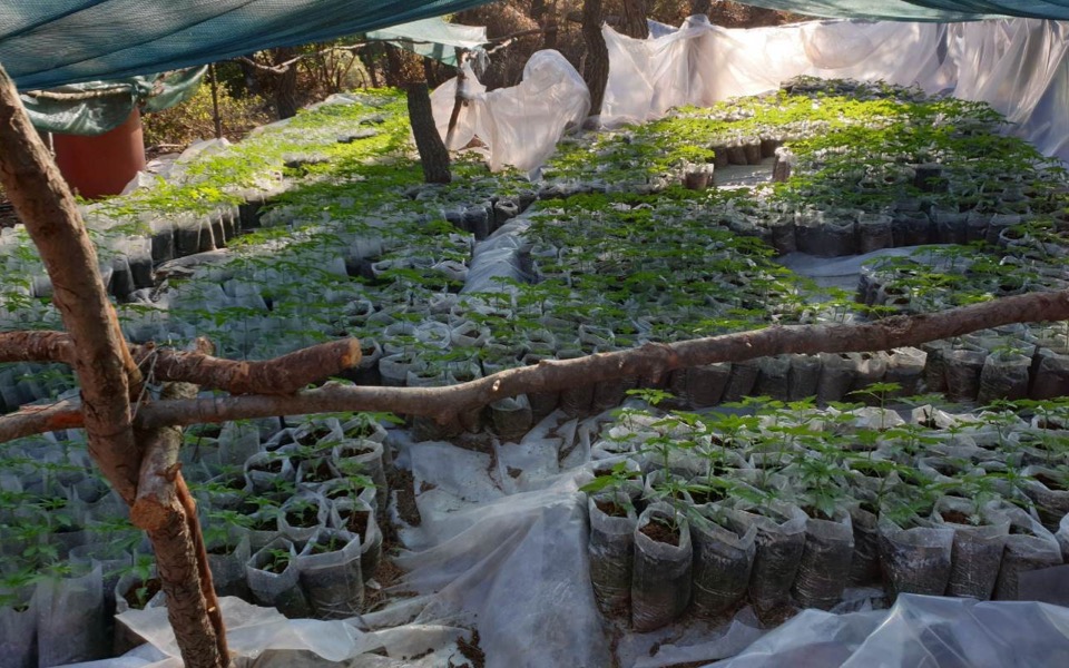 Six arrested in Viotia cannabis plantation raid