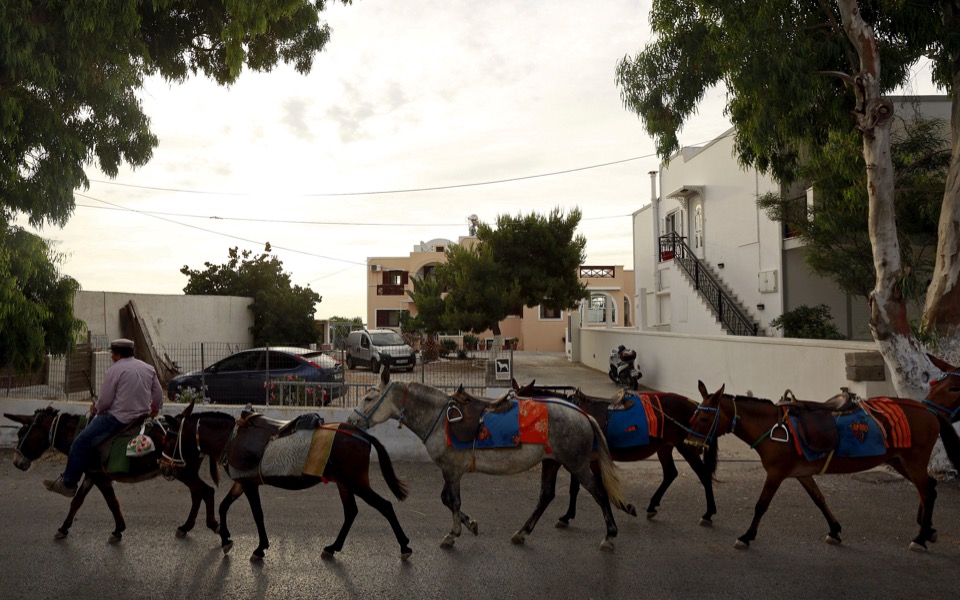 Animal rights group says Greece covering up Santorini donkey ‘abuse’