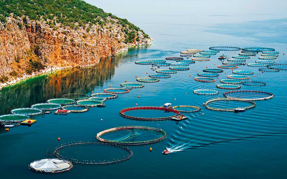 Spanish and Arab interest in Greek aquaculture leader