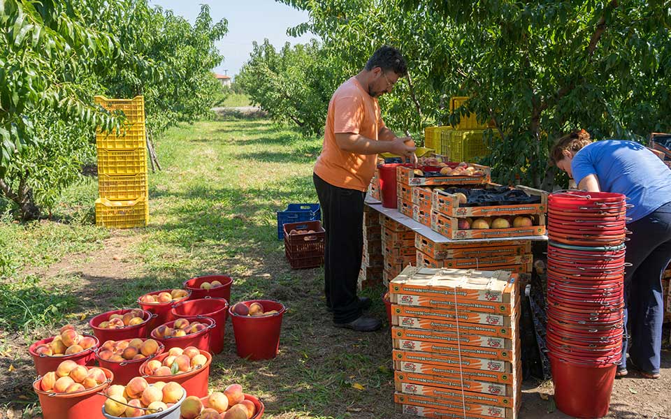 Peach producers suffer from gov’t handouts
