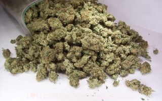 Cannabis outfit busted near Iraklio