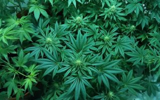Police net illegal cannabis farmers near Larissa