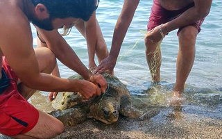 Swimmers rescue turtle stuck in fishing net